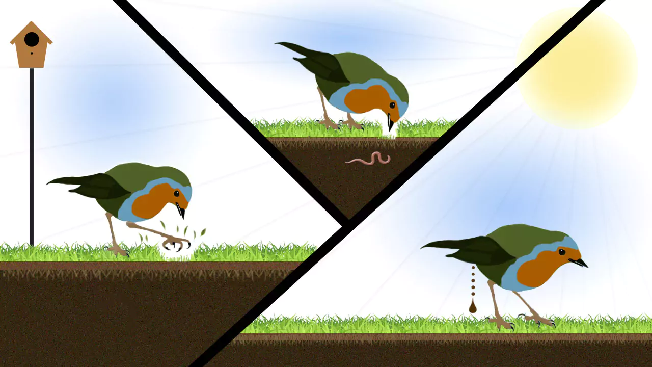 Soil Fertilization - Birds Help to Fertilize Soil