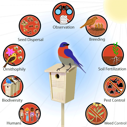 How Does a Bird House Help The Environment?