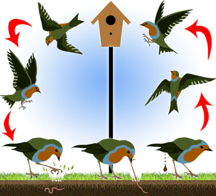 What is a Swoop-Path? What is a Swoop-Path?